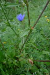 Cichorium intybus