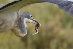 Trachylepis capensis