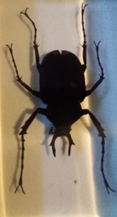 Dicronocephalus shimomurai