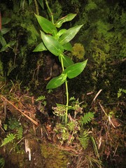 Kadua centranthoides