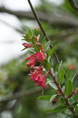 Fuchsia lycioides
