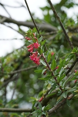 Fuchsia lycioides