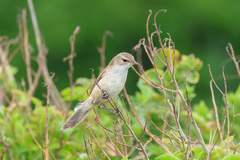 Acrocephalus gracilirostris