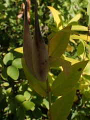 Asclepias ovalifolia