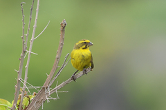 Crithagra flaviventris