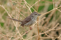 Prinia maculosa
