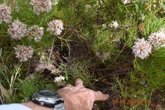 Serruria rubricaulis