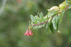 Fuchsia lycioides