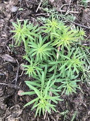 Linaria vulgaris