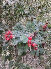 Rosa californica