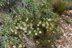 Serruria rubricaulis