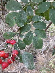 Rosa californica
