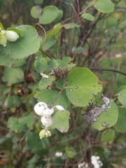 Symphoricarpos albus