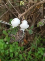 Symphoricarpos albus