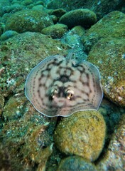 Urobatis concentricus