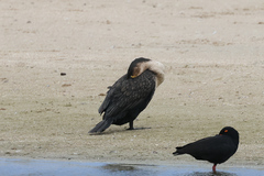 Phalacrocorax carbo lucidus