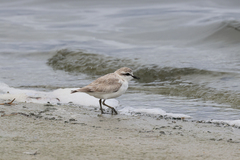 Charadrius marginatus