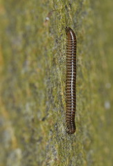 Tachypodoiulus niger