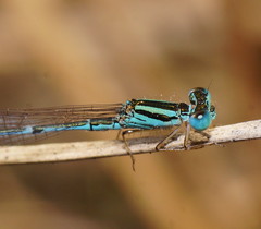Austroagrion exclamationis