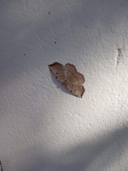 Eilicrinia trinotata