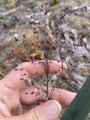 Dichanthelium commutatum