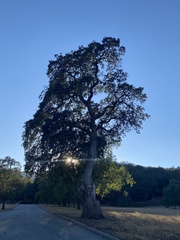 Quercus douglasii