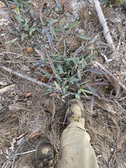 Dichanthelium commutatum