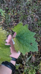Arnoglossum atriplicifolium
