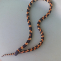 Homoroselaps lacteus