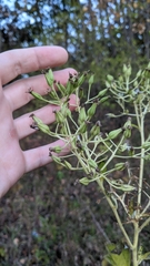 Arnoglossum atriplicifolium