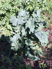 Brassica oleracea
