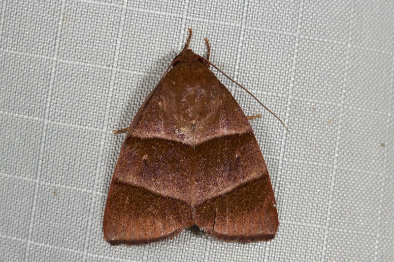 Xenochroa verticata