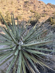 Yucca baccata