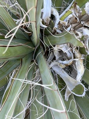 Yucca baccata
