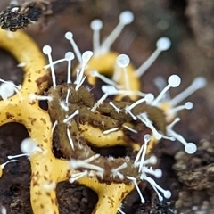 Polycephalomyces tomentosus