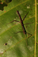 Verophasmatodea