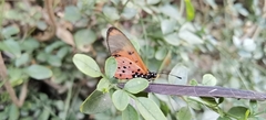 Acraea neobule
