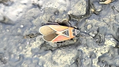 Neacoryphus bicrucis