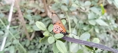 Acraea neobule