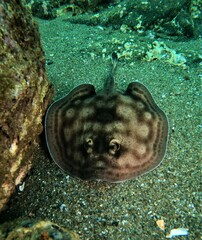 Urobatis concentricus