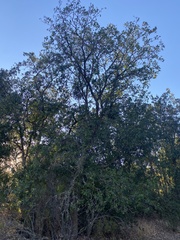 Quercus garryana