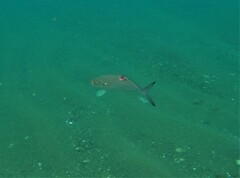 Caranx caballus