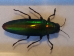 Chrysochroa fulminans