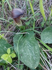 Arisarum simorrhinum