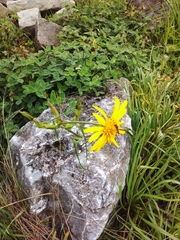 Tragopogon orientalis