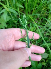 Poa trivialis