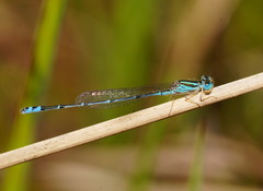 Austroagrion exclamationis