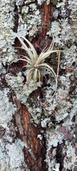 Tillandsia incarnata