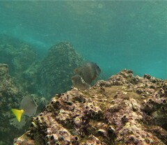 Microspathodon bairdii