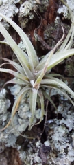 Tillandsia incarnata